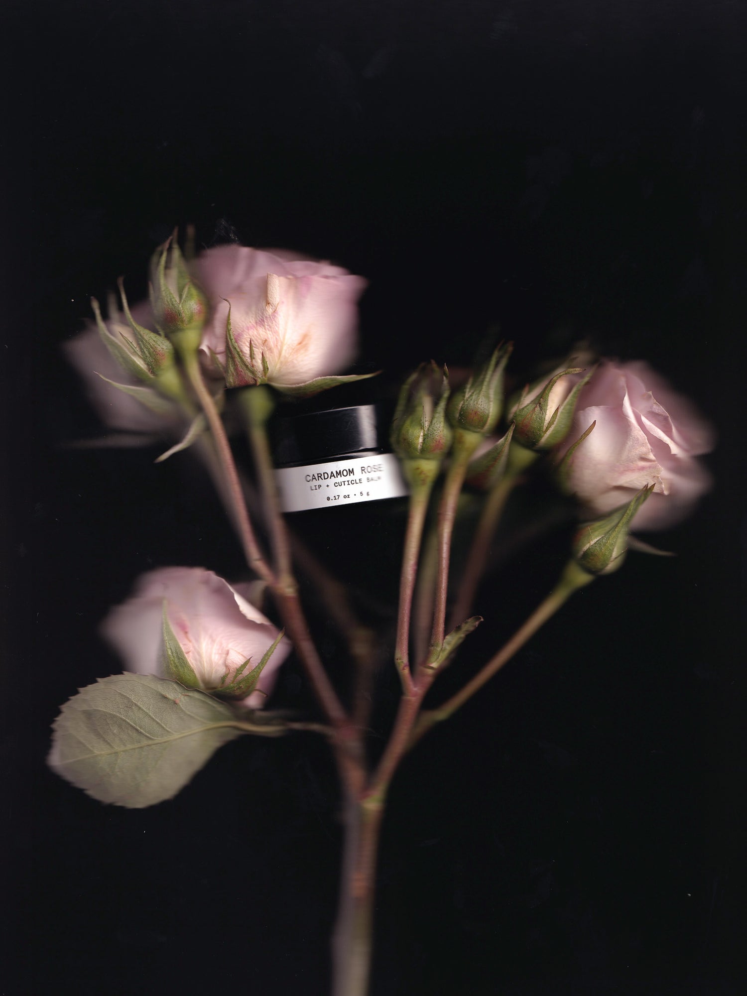 Cardamom + Rose Lip Balm